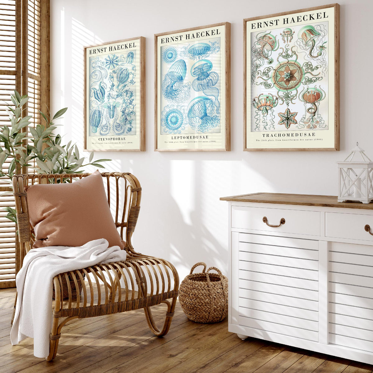Ernst Haeckel Set of Three Gallery Art Prints - 3 Comb Jelly Jellyfish Medusae Posters - Titled Vintage Sea Life Illustration