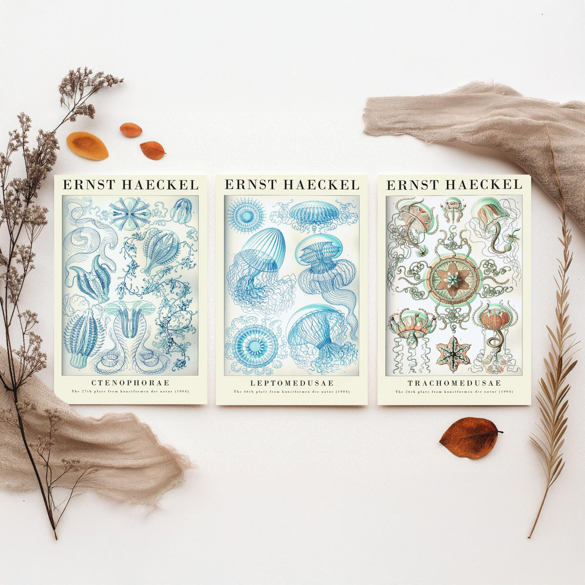 Ernst Haeckel Set of Three Gallery Art Prints - 3 Comb Jelly Jellyfish Medusae Posters - Titled Vintage Sea Life Illustration