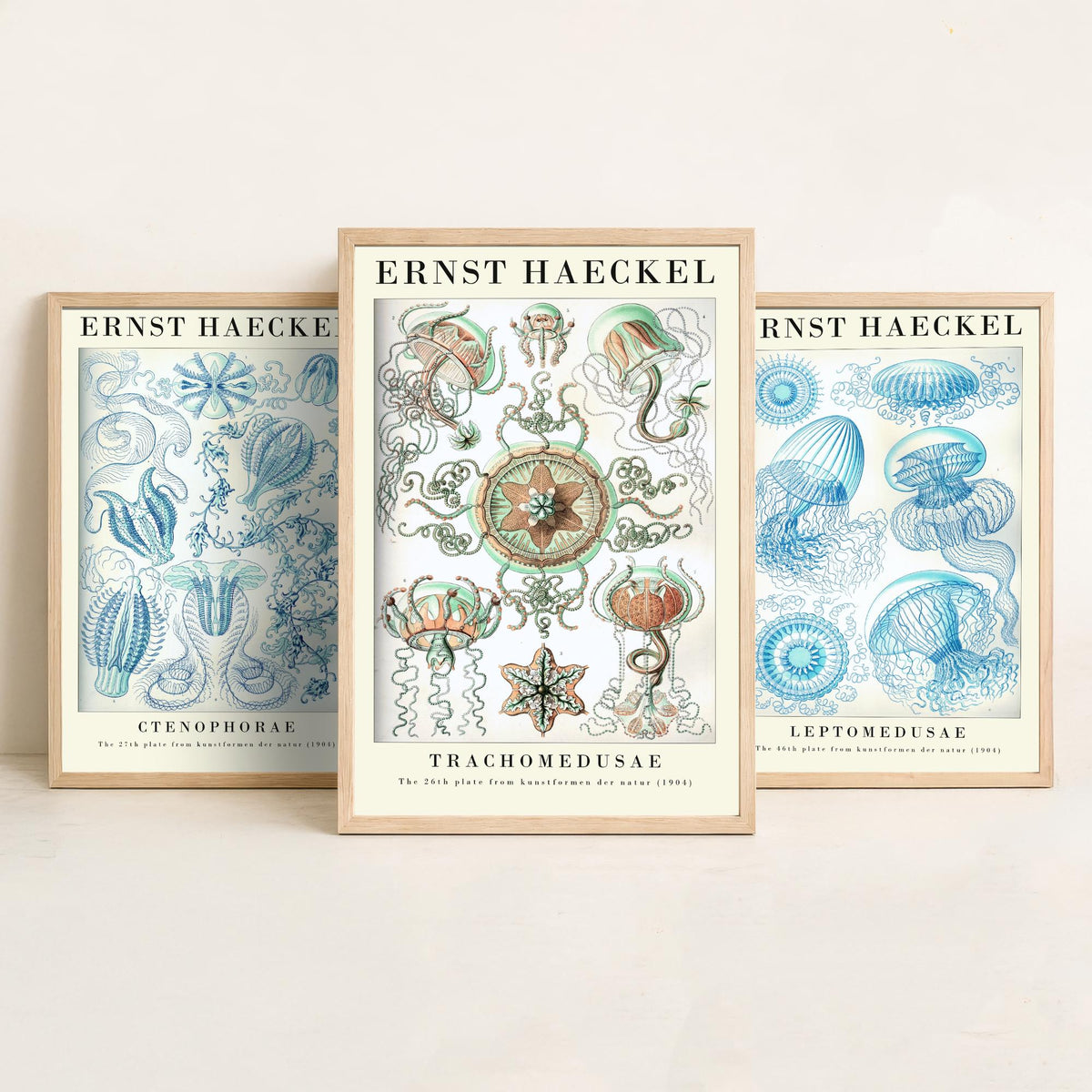 Ernst Haeckel Set of Three Gallery Art Prints - 3 Comb Jelly Jellyfish Medusae Posters - Titled Vintage Sea Life Illustration