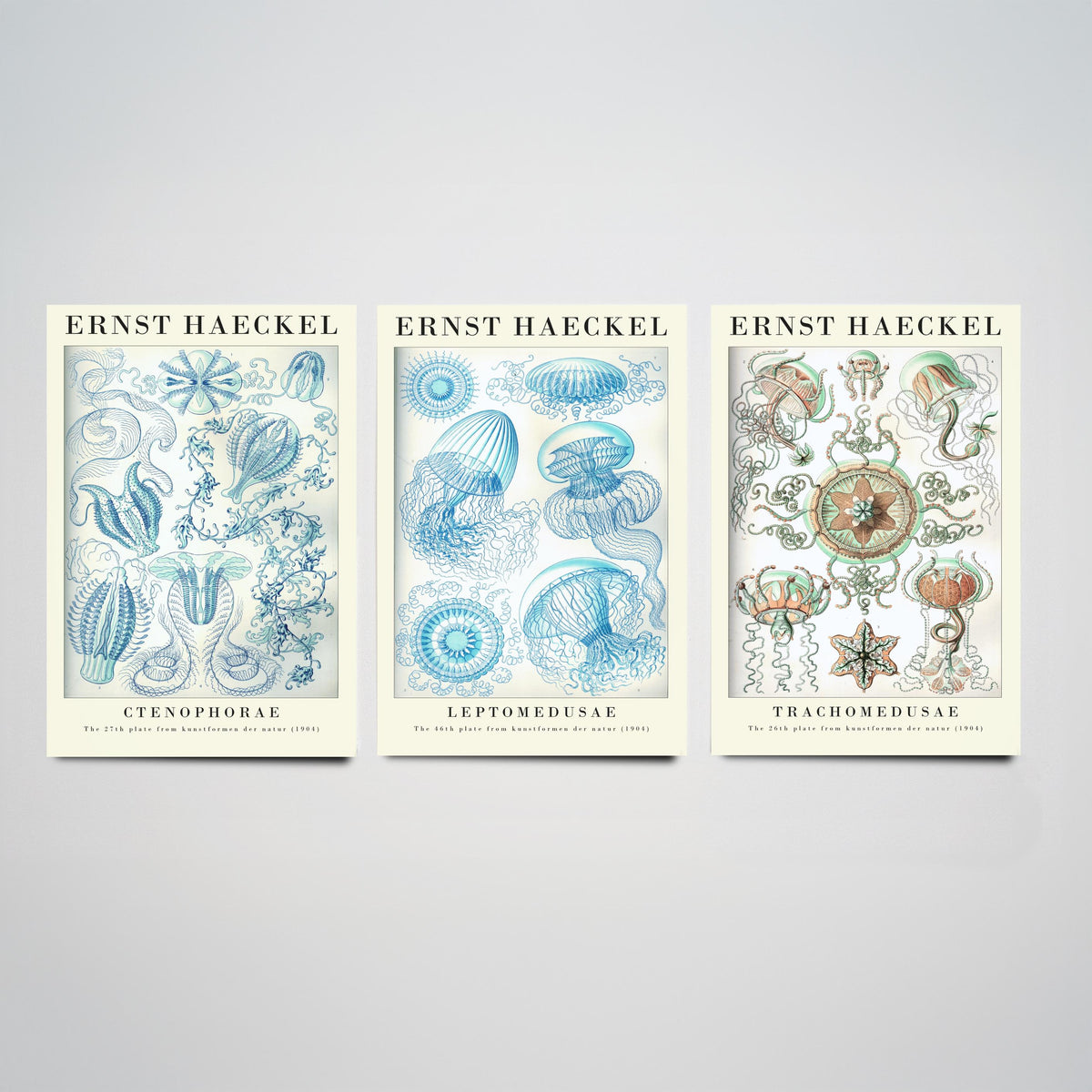 Ernst Haeckel Set of Three Gallery Art Prints - 3 Comb Jelly Jellyfish Medusae Posters - Titled Vintage Sea Life Illustration