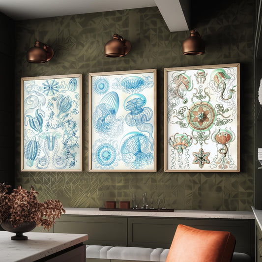 Ernst Haeckel Set of Three Art Prints - 3 Comb Jelly Jellyfish Medusae Posters - Clean Minimalist Ocean Life Illustration