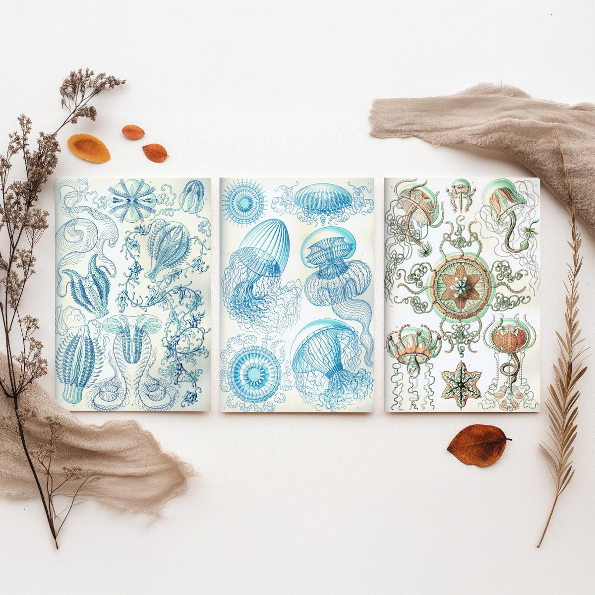Ernst Haeckel Set of Three Art Prints - 3 Comb Jelly Jellyfish Medusae Posters - Clean Minimalist Ocean Life Illustration