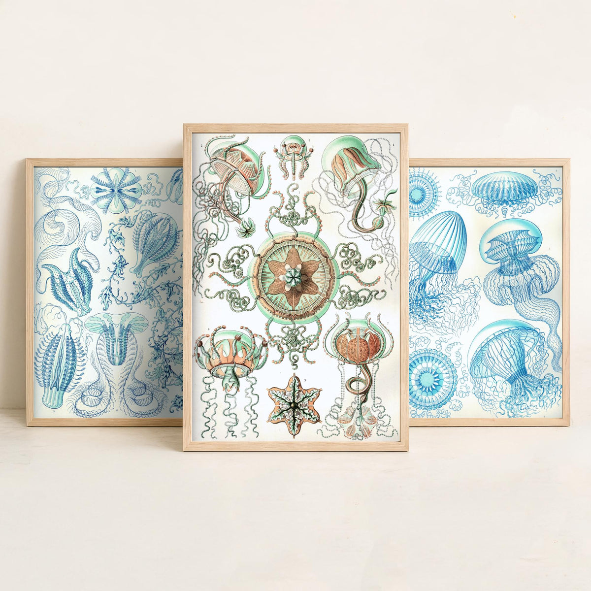 Ernst Haeckel Set of Three Art Prints - 3 Comb Jelly Jellyfish Medusae Posters - Clean Minimalist Ocean Life Illustration