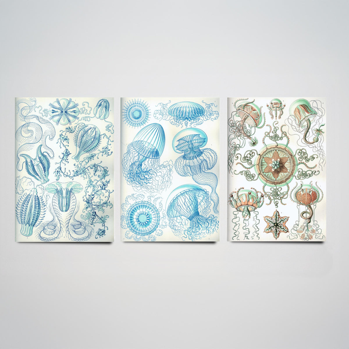 Ernst Haeckel Set of Three Art Prints - 3 Comb Jelly Jellyfish Medusae Posters - Clean Minimalist Ocean Life Illustration