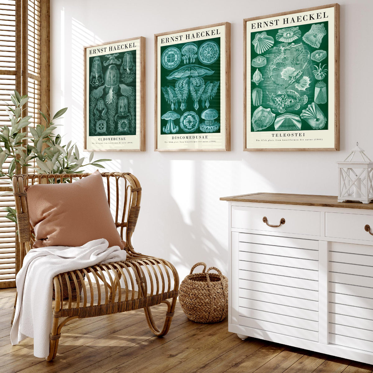 Ernst Haeckel Set of Three Gallery Art Prints - 3 Box Jellyfish Medusae and Bony Fish Posters - Green Vintage Sea Illustration