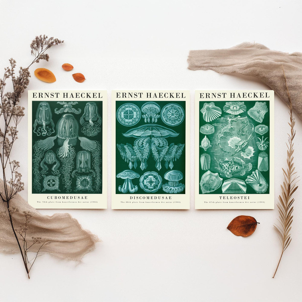Ernst Haeckel Set of Three Gallery Art Prints - 3 Box Jellyfish Medusae and Bony Fish Posters - Green Vintage Sea Illustration