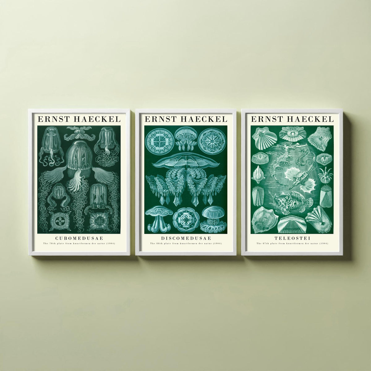 Ernst Haeckel Set of Three Gallery Art Prints - 3 Box Jellyfish Medusae and Bony Fish Posters - Green Vintage Sea Illustration