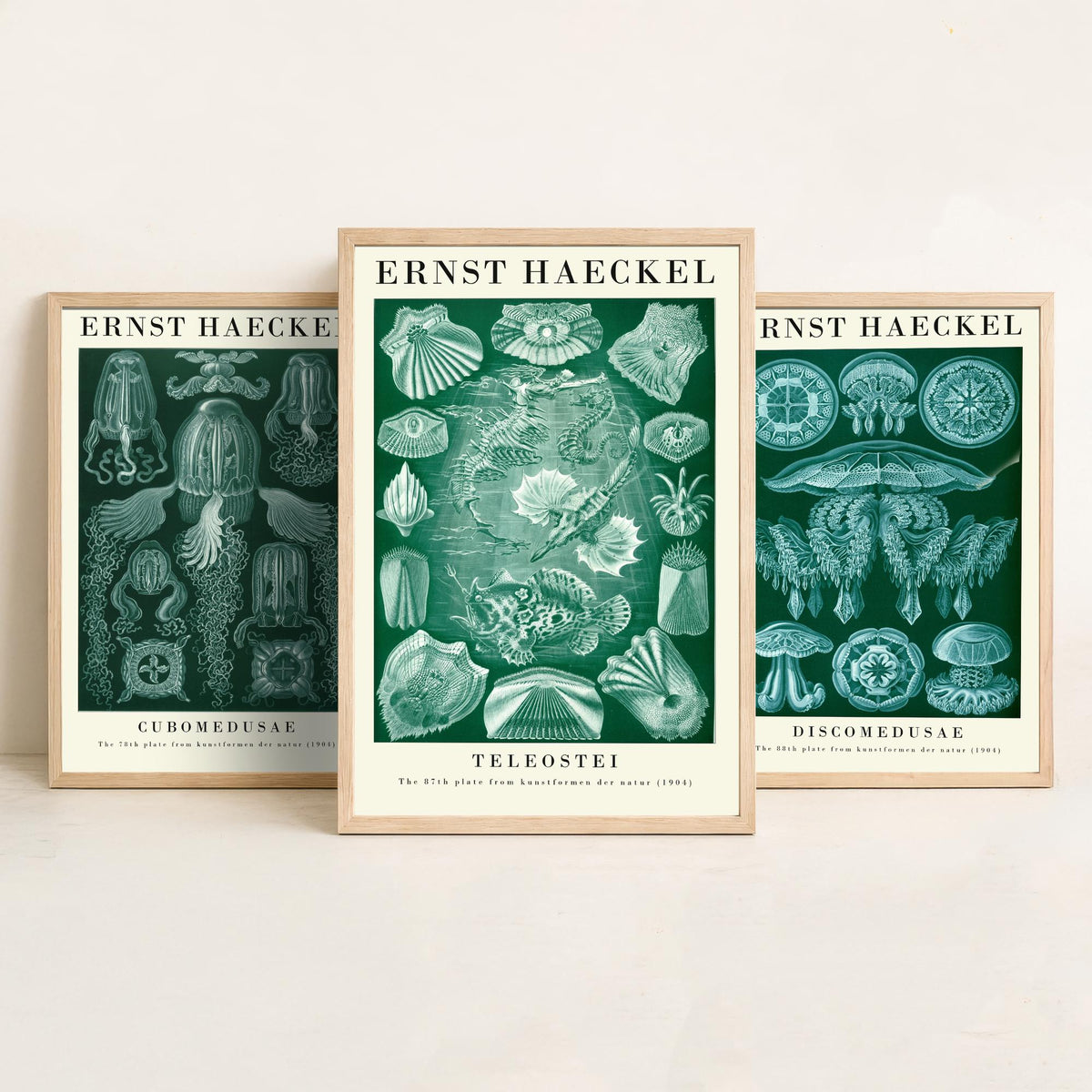 Ernst Haeckel Set of Three Gallery Art Prints - 3 Box Jellyfish Medusae and Bony Fish Posters - Green Vintage Sea Illustration