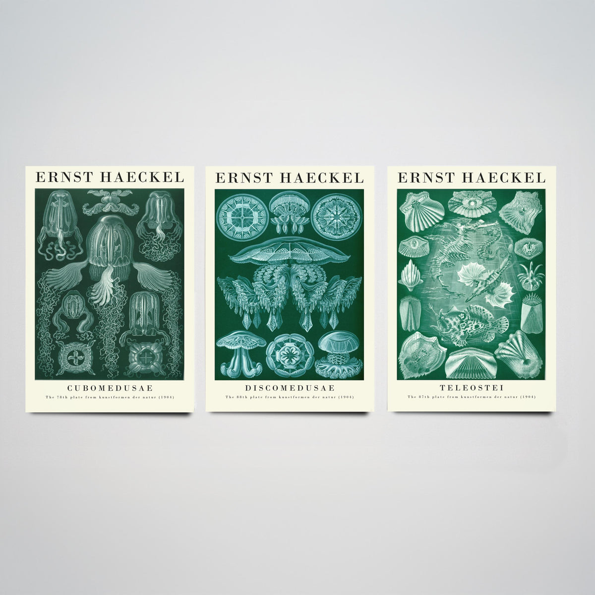 Ernst Haeckel Set of Three Gallery Art Prints - 3 Box Jellyfish Medusae and Bony Fish Posters - Green Vintage Sea Illustration