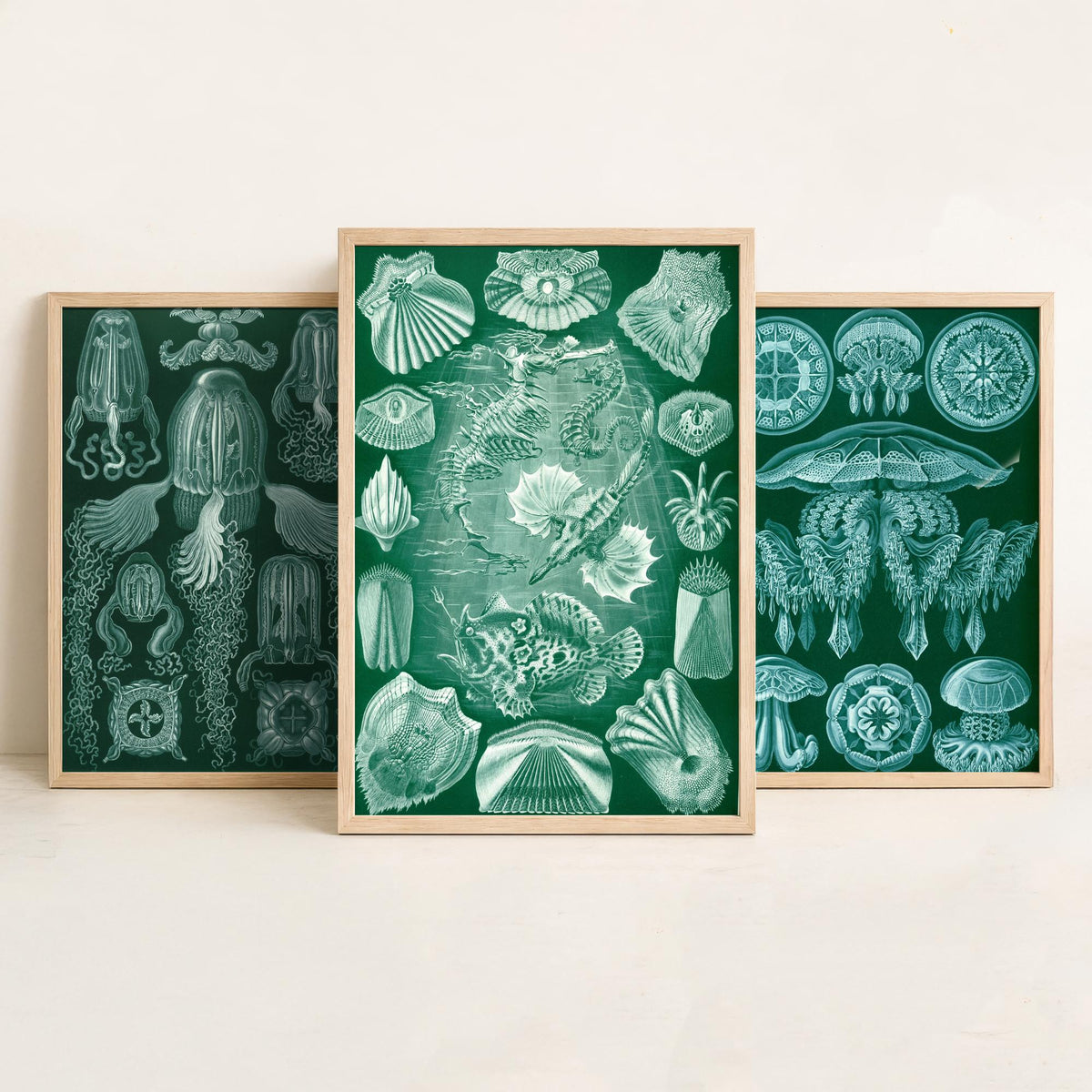 Ernst Haeckel Set of Three Art Prints - 3 Box Jellyfish Medusae and Bony Fish Posters - Clean Minimalist Green Illustration