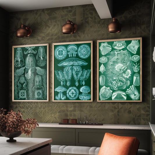 Ernst Haeckel Set of Three Art Prints - 3 Box Jellyfish Medusae and Bony Fish Posters - Clean Minimalist Green Illustration