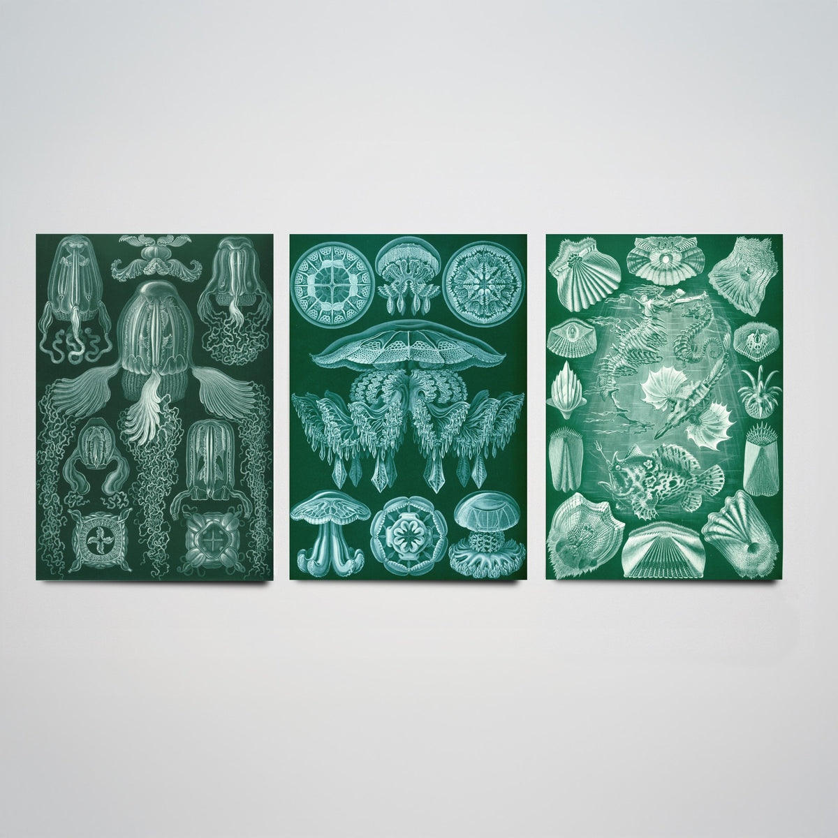 Ernst Haeckel Set of Three Art Prints - 3 Box Jellyfish Medusae and Bony Fish Posters - Clean Minimalist Green Illustration