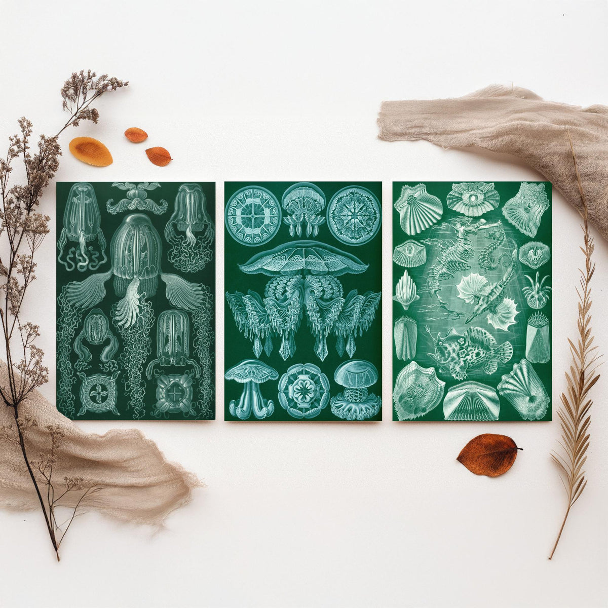 Ernst Haeckel Set of Three Art Prints - 3 Box Jellyfish Medusae and Bony Fish Posters - Clean Minimalist Green Illustration