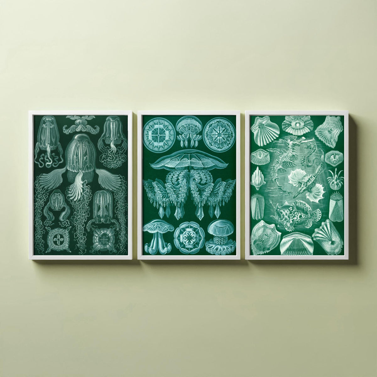 Ernst Haeckel Set of Three Art Prints - 3 Box Jellyfish Medusae and Bony Fish Posters - Clean Minimalist Green Illustration