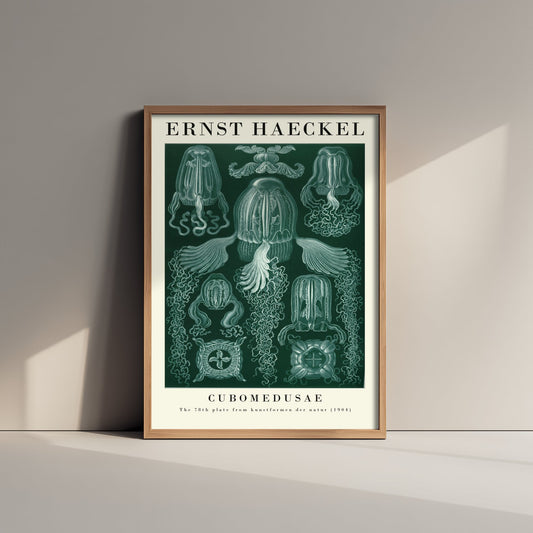 Box Jellyfish Art Print - Ernst Haeckel Poster - Cubomedusae Plate 78 - Art Forms in Nature Vintage Illustration