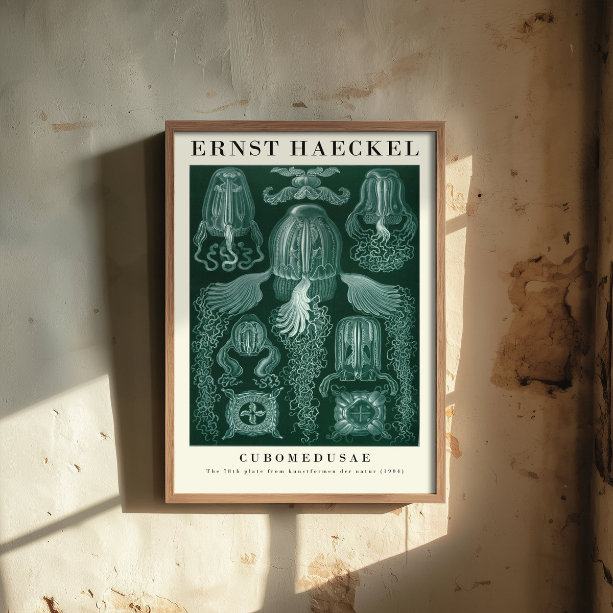 Box Jellyfish Art Print - Ernst Haeckel Poster - Cubomedusae Plate 78 - Art Forms in Nature Vintage Illustration