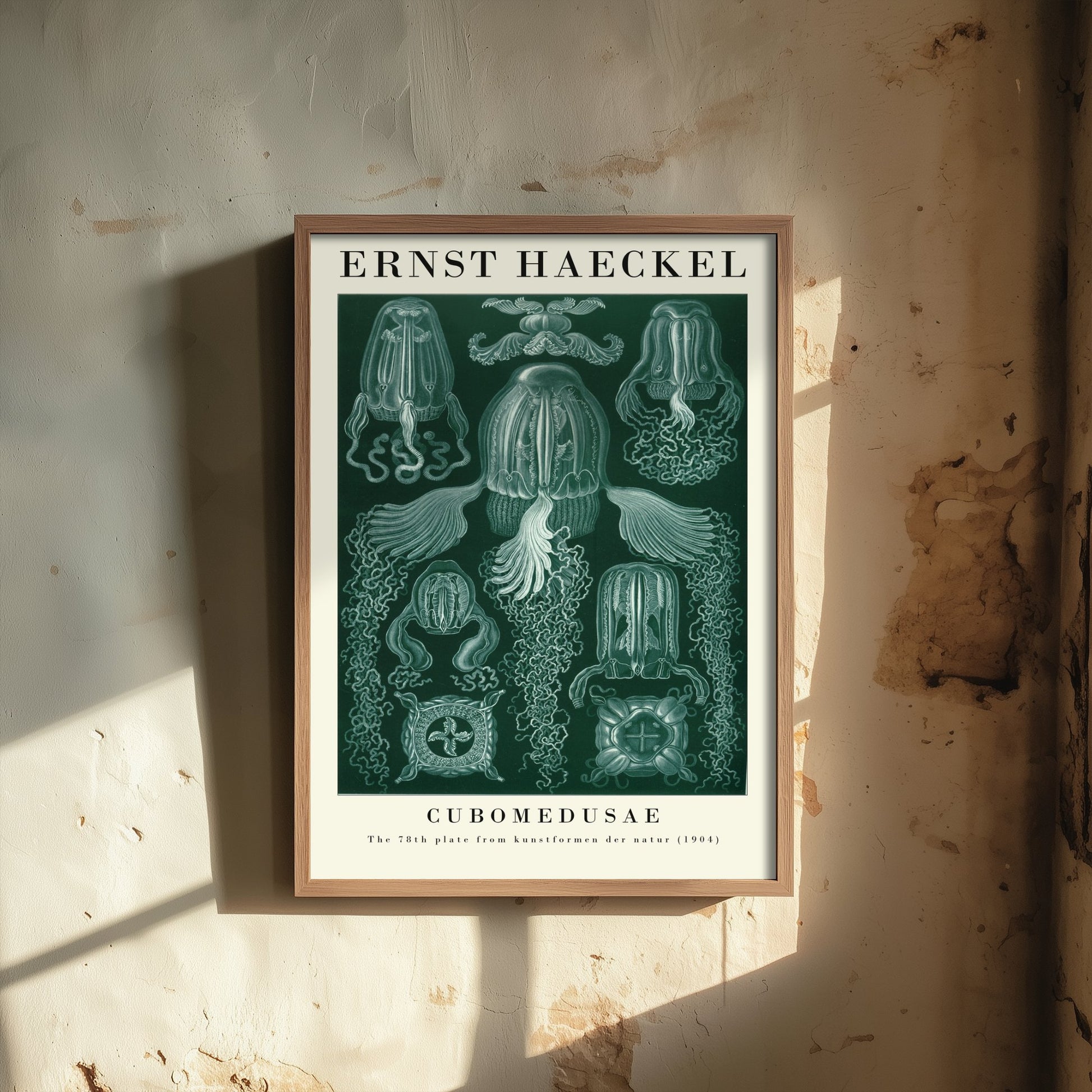 Box Jellyfish Art Print - Ernst Haeckel Poster - Cubomedusae Plate 78 - Art Forms in Nature Vintage Illustration