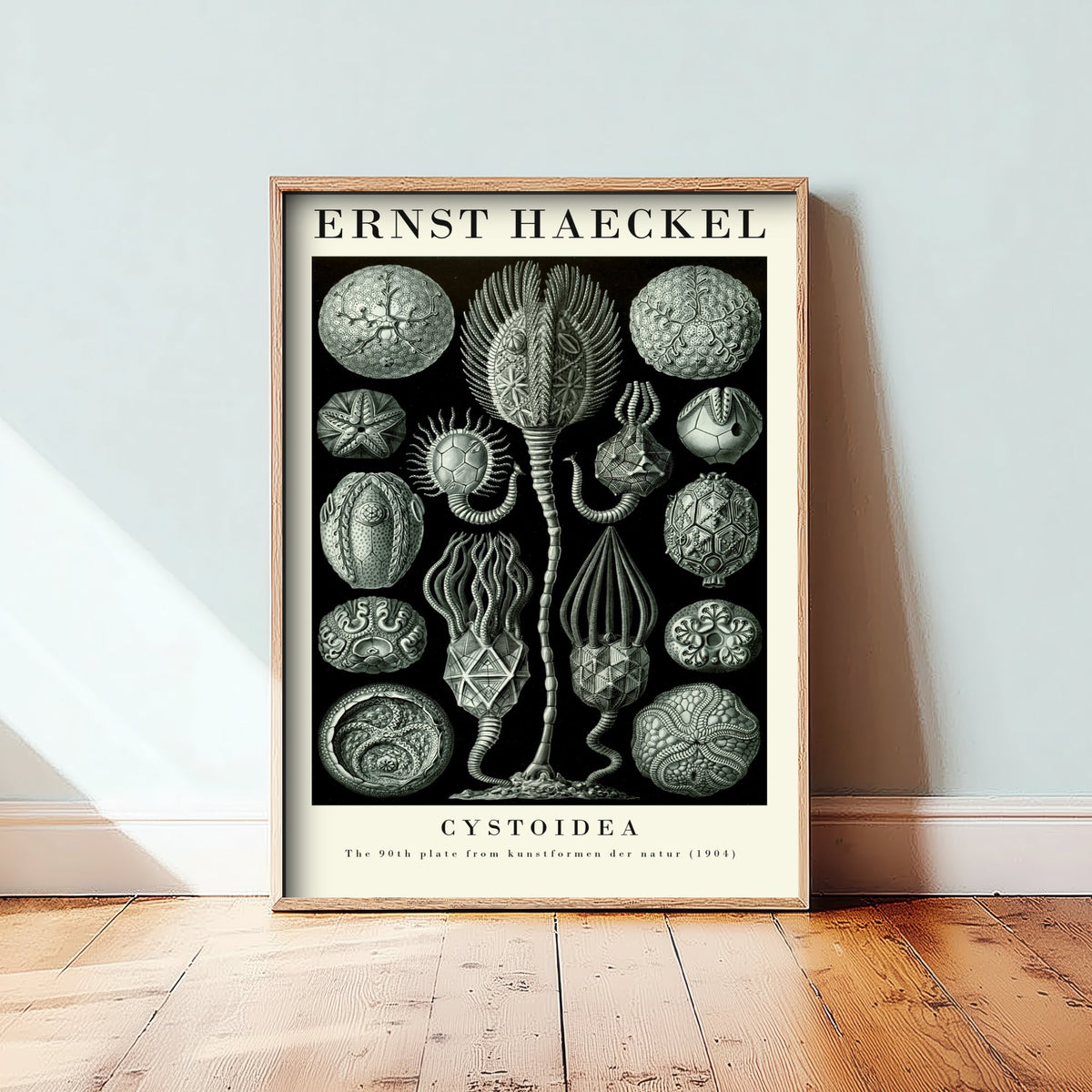 Cystoids Art Print - Ernst Haeckel Poster - Cystoidea Plate 90 - Art Forms in Nature Vintage Illustration