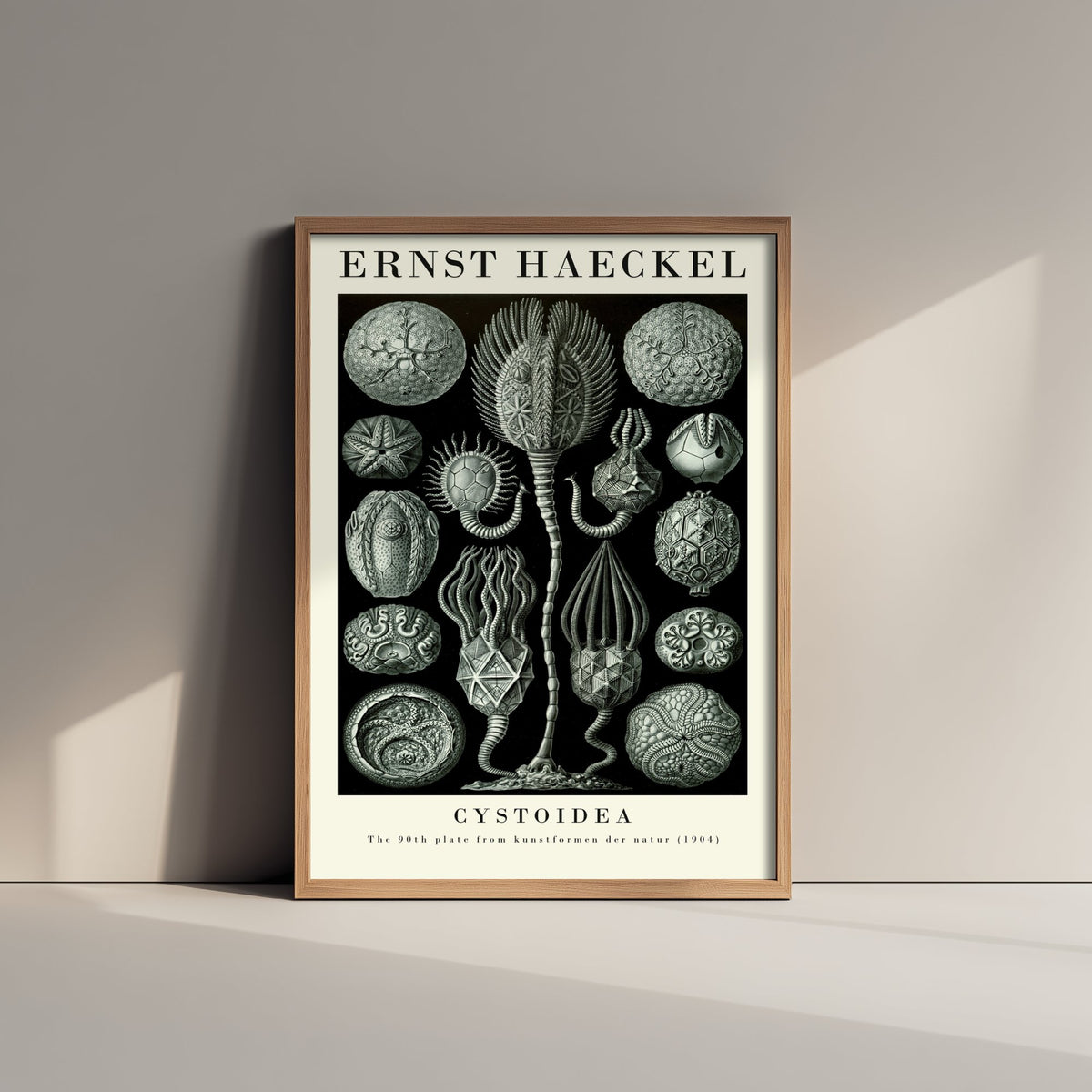 Cystoids Art Print - Ernst Haeckel Poster - Cystoidea Plate 90 - Art Forms in Nature Vintage Illustration