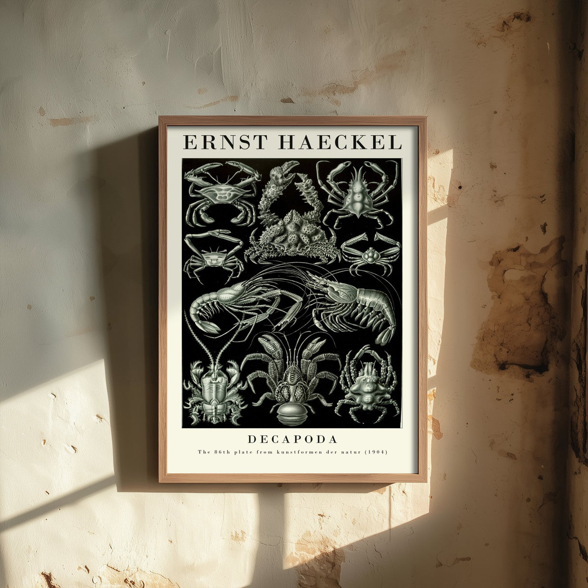 Crabs & Lobsters Art Print - Ernst Haeckel Poster - Decapoda Plate 86 - Art Forms in Nature Illustration