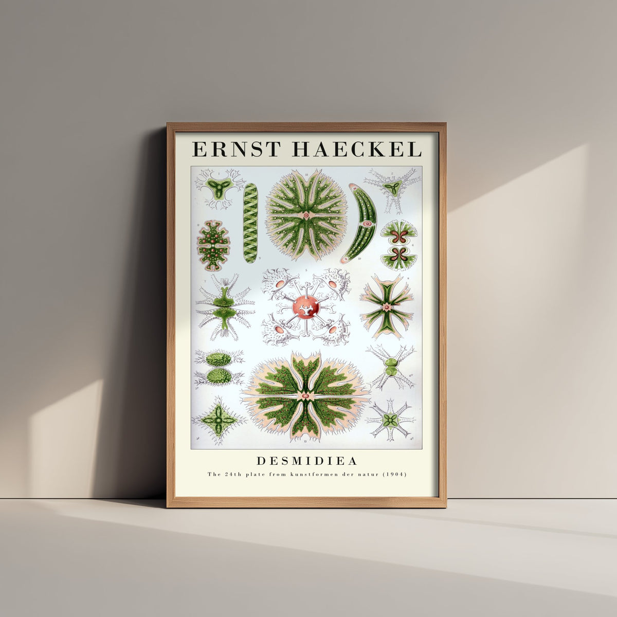 Green Algae Art Print - Ernst Haeckel Poster - Desmids Plate 24 - Art Forms in Nature Vintage Illustration