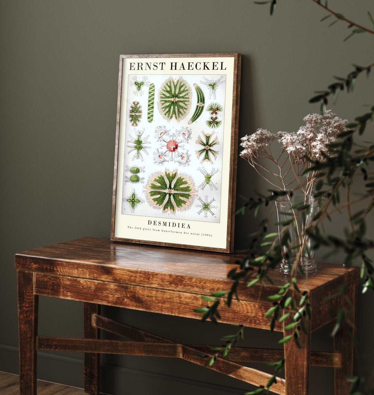 Green Algae Art Print - Ernst Haeckel Poster - Desmids Plate 24 - Art Forms in Nature Vintage Illustration