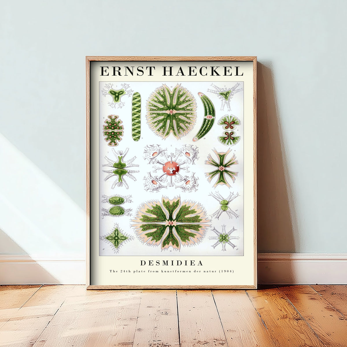 Green Algae Art Print - Ernst Haeckel Poster - Desmids Plate 24 - Art Forms in Nature Vintage Illustration