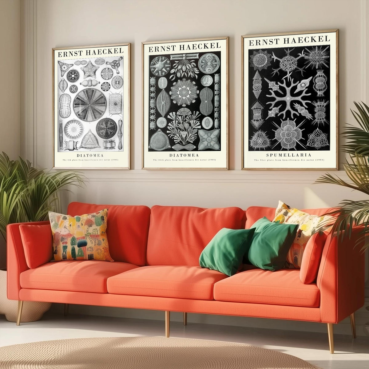 Ernst Haeckel Set of Three Gallery Art Prints - 3 Diatoms and Radiolarians Microscopic Life Posters - Black Vintage Illustration