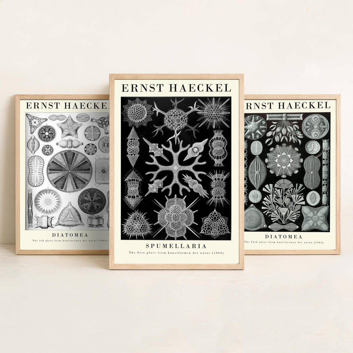 Ernst Haeckel Set of Three Gallery Art Prints - 3 Diatoms and Radiolarians Microscopic Life Posters - Black Vintage Illustration