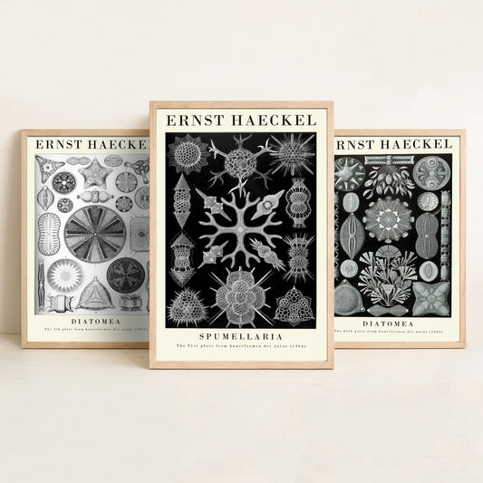 Ernst Haeckel Set of Three Gallery Art Prints - 3 Diatoms and Radiolarians Microscopic Life Posters - Black Vintage Illustration