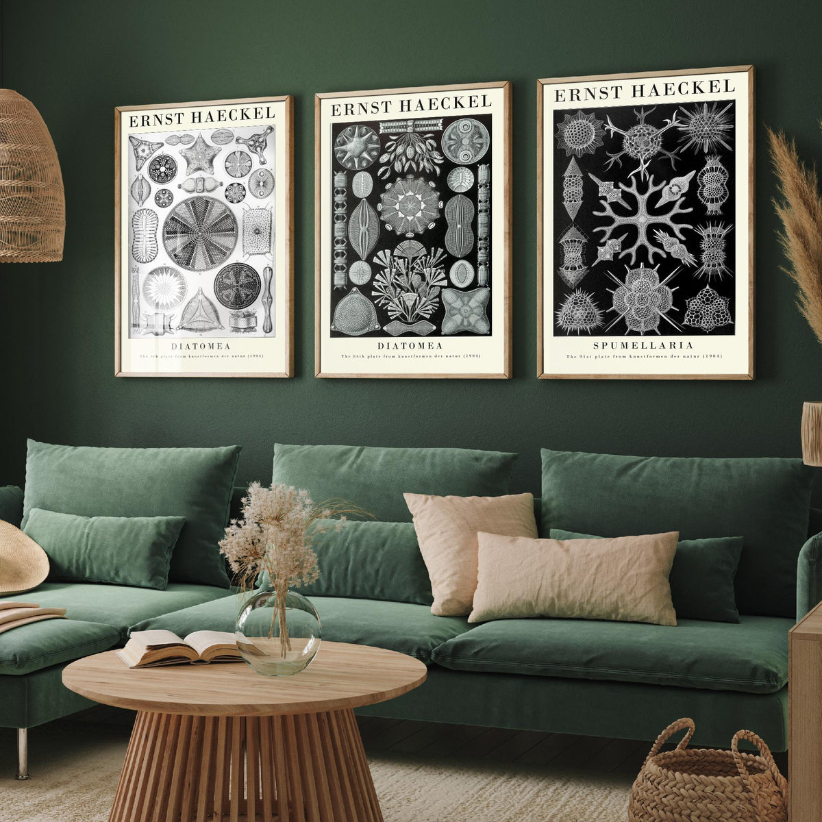 Ernst Haeckel Set of Three Gallery Art Prints - 3 Diatoms and Radiolarians Microscopic Life Posters - Black Vintage Illustration