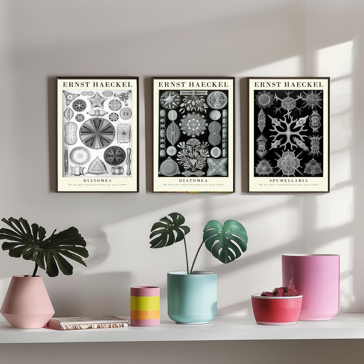 Ernst Haeckel Set of Three Gallery Art Prints - 3 Diatoms and Radiolarians Microscopic Life Posters - Black Vintage Illustration