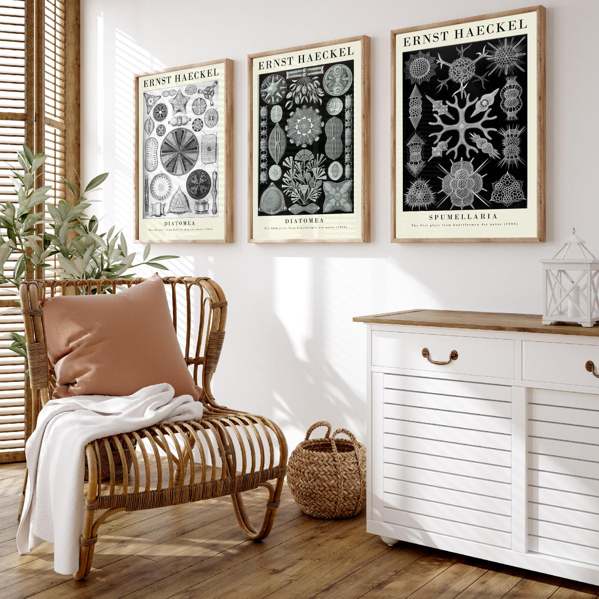 Ernst Haeckel Set of Three Gallery Art Prints - 3 Diatoms and Radiolarians Microscopic Life Posters - Black Vintage Illustration