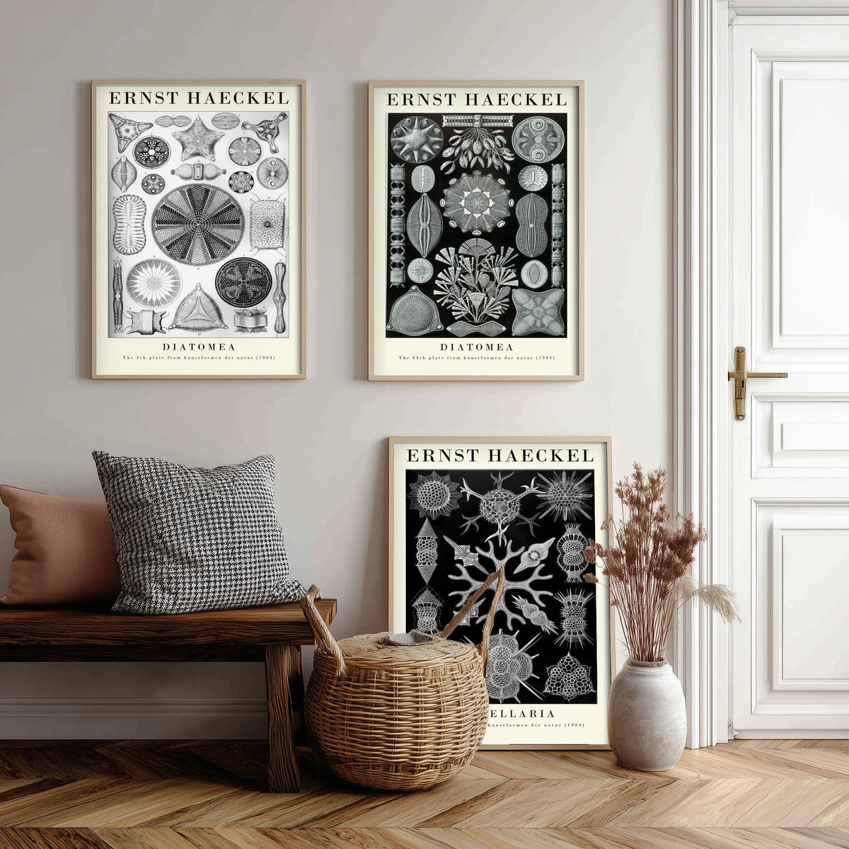 Ernst Haeckel Set of Three Gallery Art Prints - 3 Diatoms and Radiolarians Microscopic Life Posters - Black Vintage Illustration