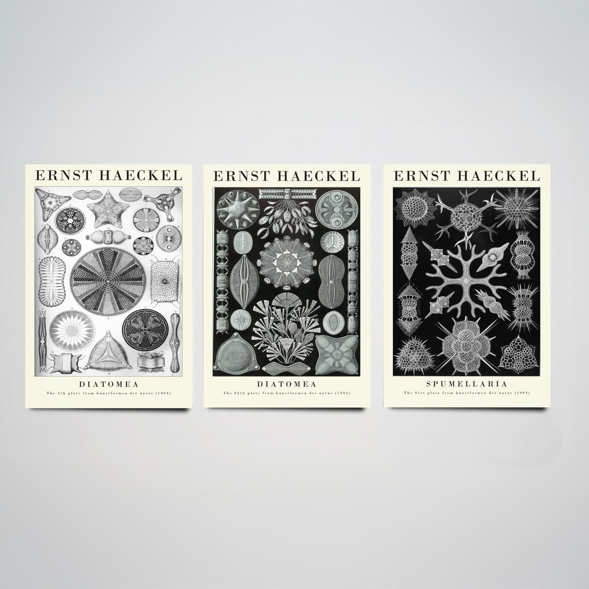 Ernst Haeckel Set of Three Gallery Art Prints - 3 Diatoms and Radiolarians Microscopic Life Posters - Black Vintage Illustration