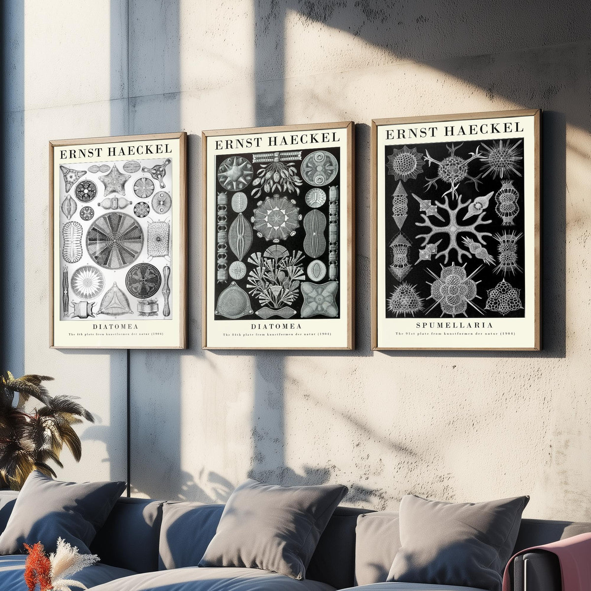 Ernst Haeckel Set of Three Gallery Art Prints - 3 Diatoms and Radiolarians Microscopic Life Posters - Black Vintage Illustration