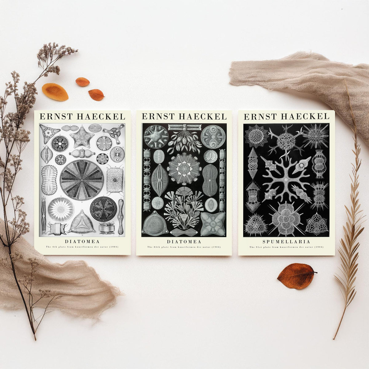 Ernst Haeckel Set of Three Gallery Art Prints - 3 Diatoms and Radiolarians Microscopic Life Posters - Black Vintage Illustration