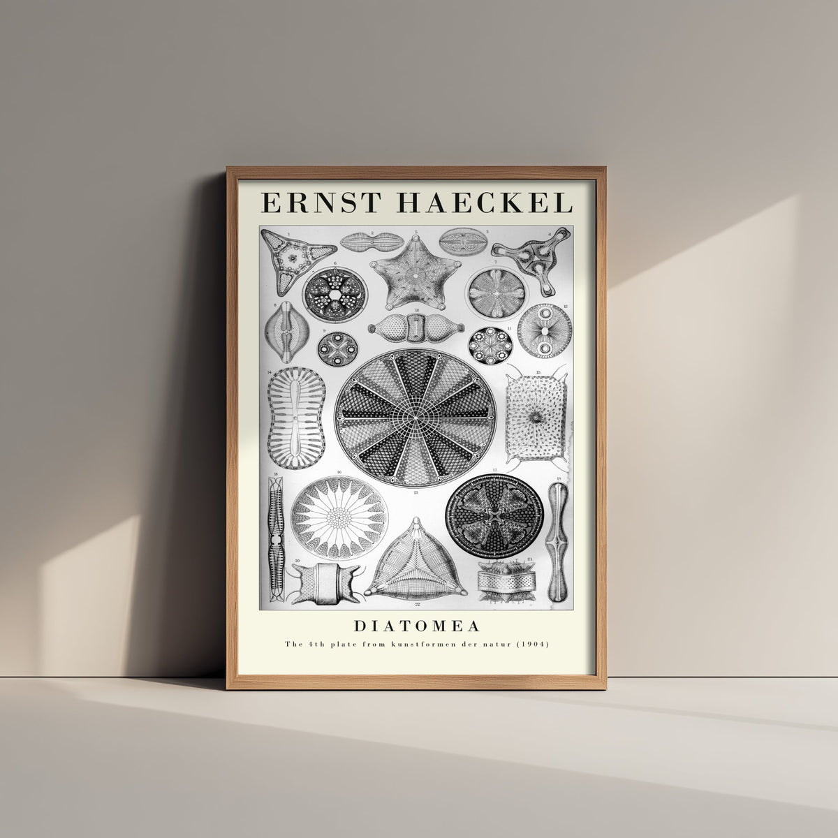 Diatoms Art Print - Ernst Haeckel Poster - Diatomea Plate 4 - Black & White Art Forms in Nature Illustration