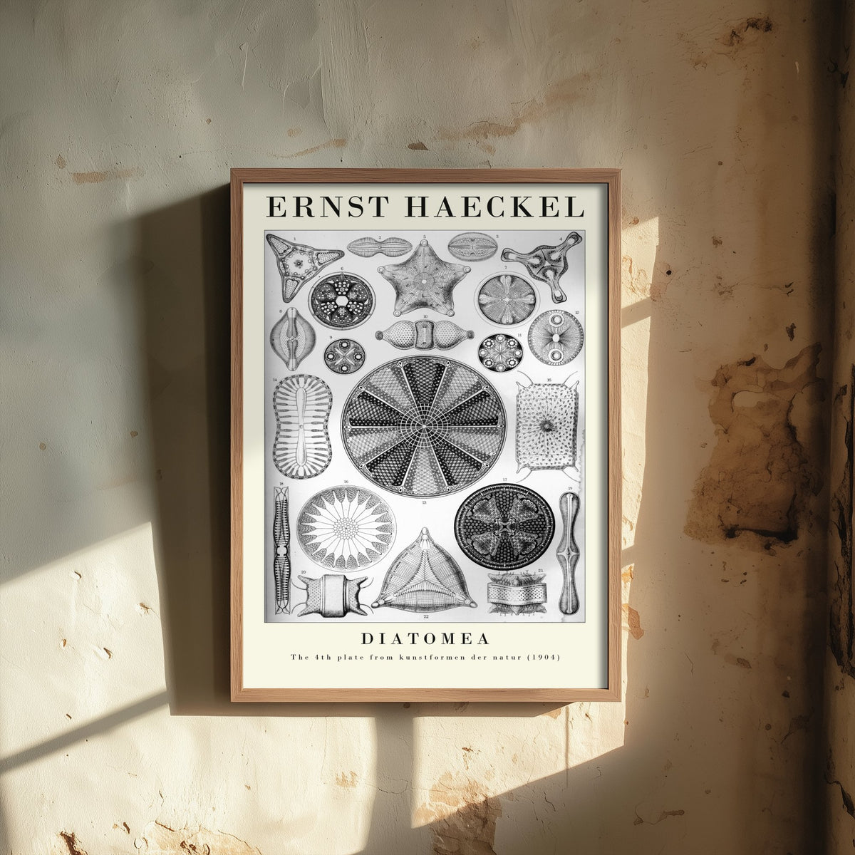 Diatoms Art Print - Ernst Haeckel Poster - Diatomea Plate 4 - Black & White Art Forms in Nature Illustration