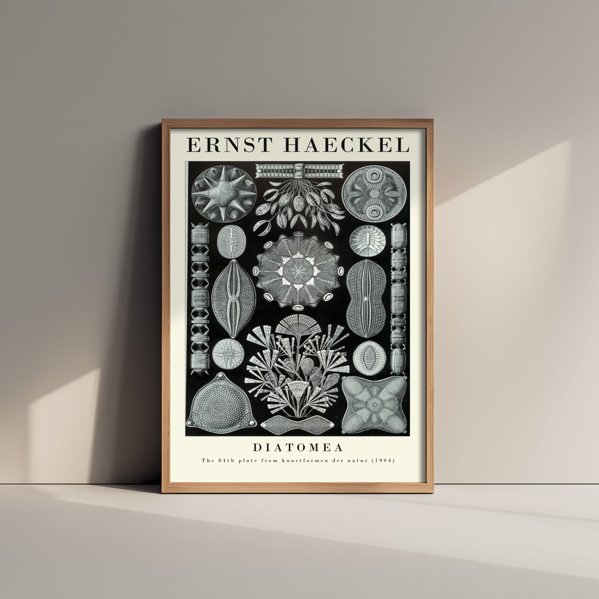 Diatoms Poster - Ernst Haeckel Art Print - Diatomea Plate 84 - Art Forms in Nature Vintage Illustration
