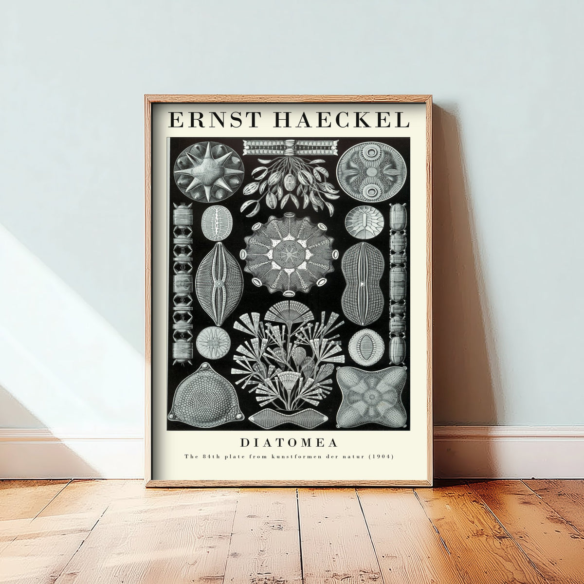 Diatoms Poster - Ernst Haeckel Art Print - Diatomea Plate 84 - Art Forms in Nature Vintage Illustration