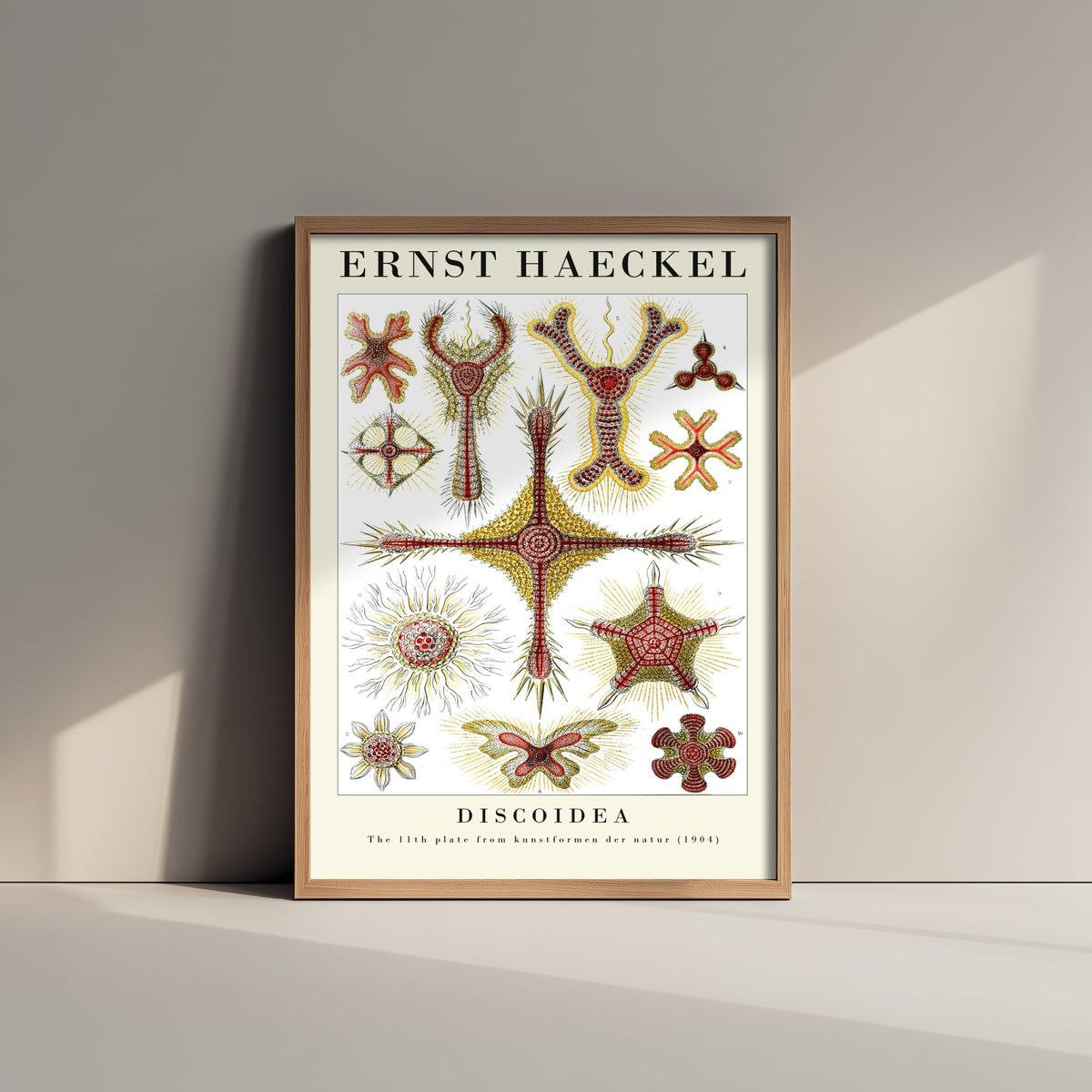 Radiolaria Art Print - Ernst Haeckel Poster - Discoidea Plate 11 - Red & Yellow Art Forms in Nature Illustration