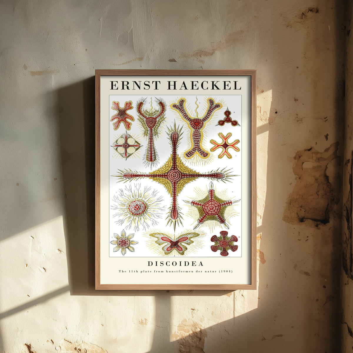 Radiolaria Art Print - Ernst Haeckel Poster - Discoidea Plate 11 - Red & Yellow Art Forms in Nature Illustration
