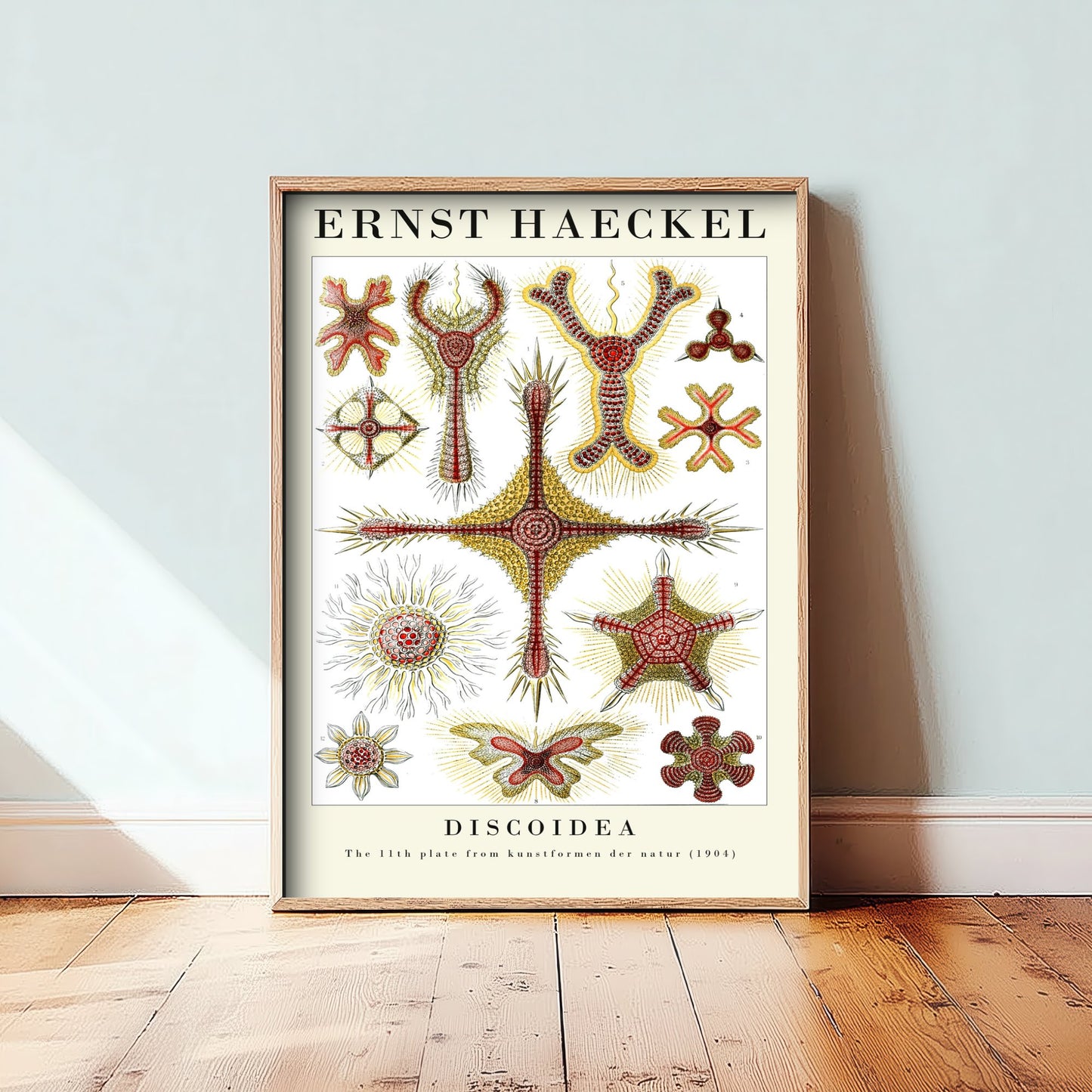 Radiolaria Art Print - Ernst Haeckel Poster - Discoidea Plate 11 - Red & Yellow Art Forms in Nature Illustration