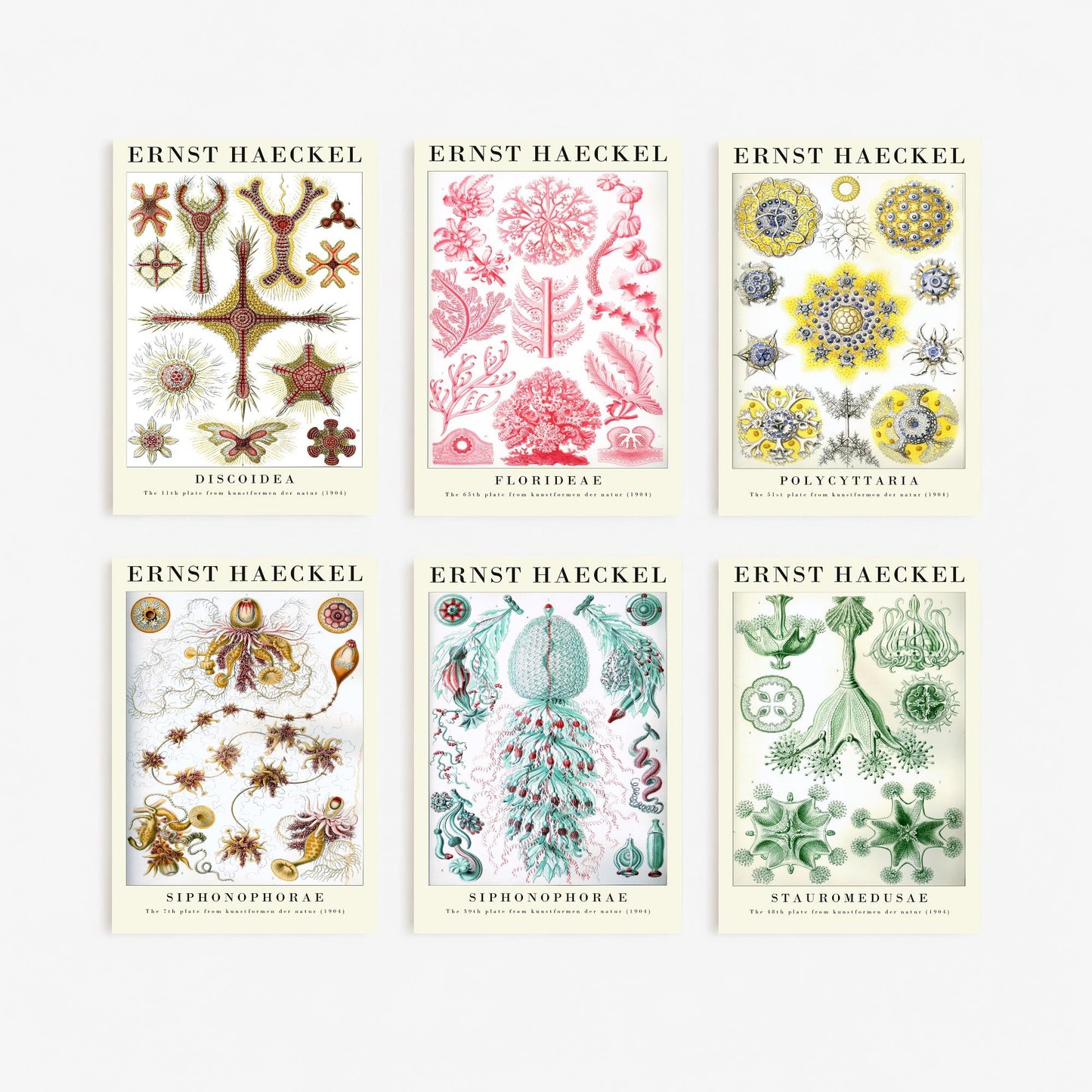 Set of Six Ernst Haeckel Art Prints - 6 Kunstformen der Natur Illustrations - Radiolaria Jellyfish Algae Sea Life Poster Nature