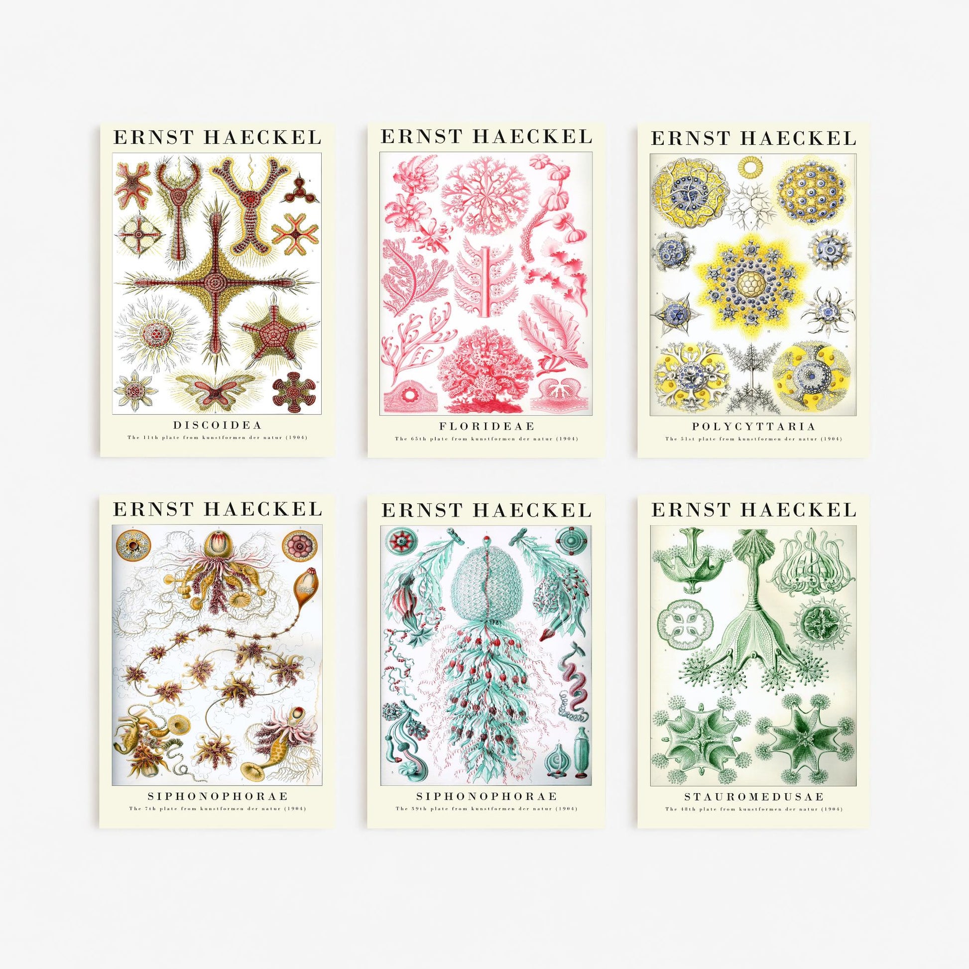 Set of Six Ernst Haeckel Art Prints - 6 Kunstformen der Natur Illustrations - Radiolaria Jellyfish Algae Sea Life Poster Nature
