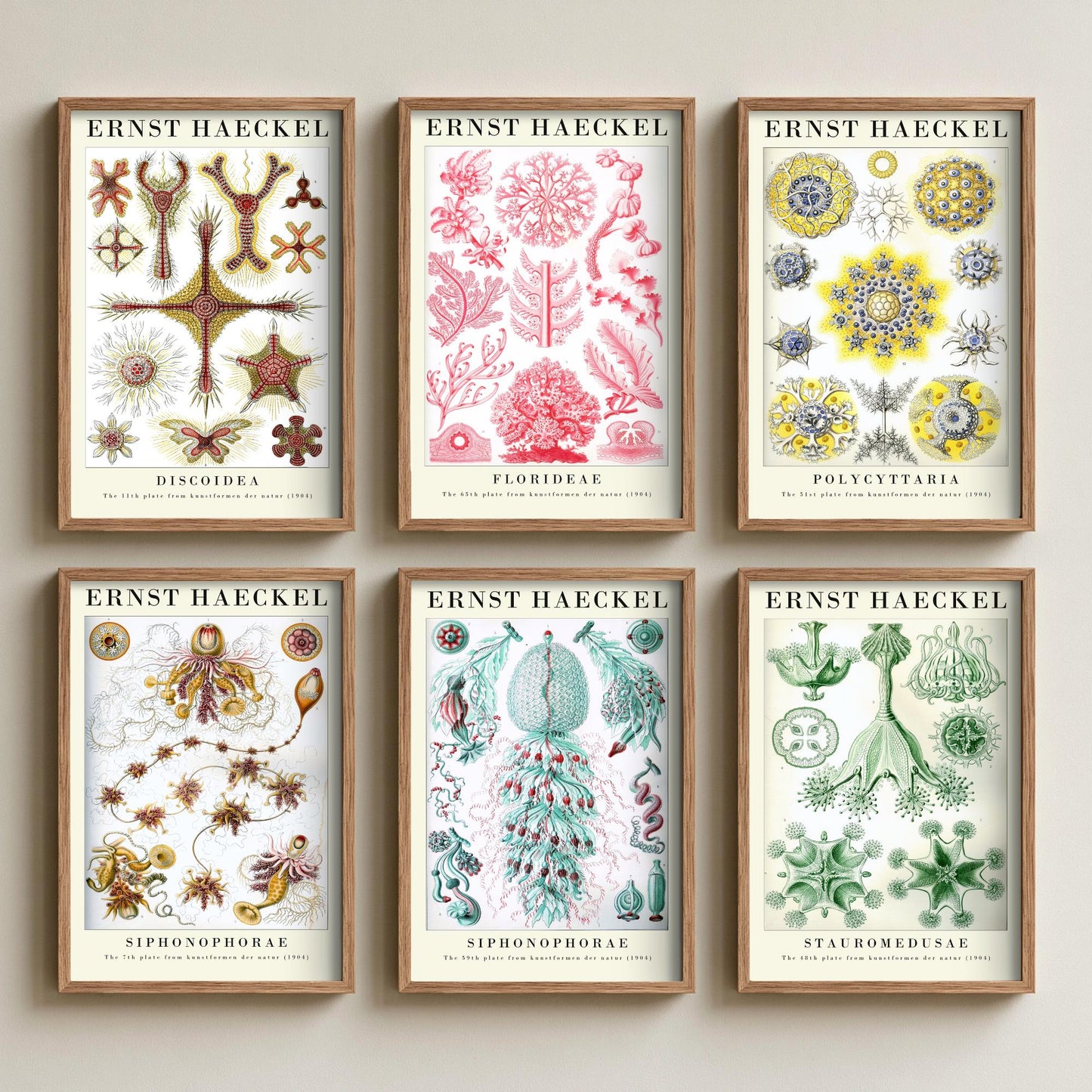 Set of Six Ernst Haeckel Art Prints - 6 Kunstformen der Natur Illustrations - Radiolaria Jellyfish Algae Sea Life Poster Nature