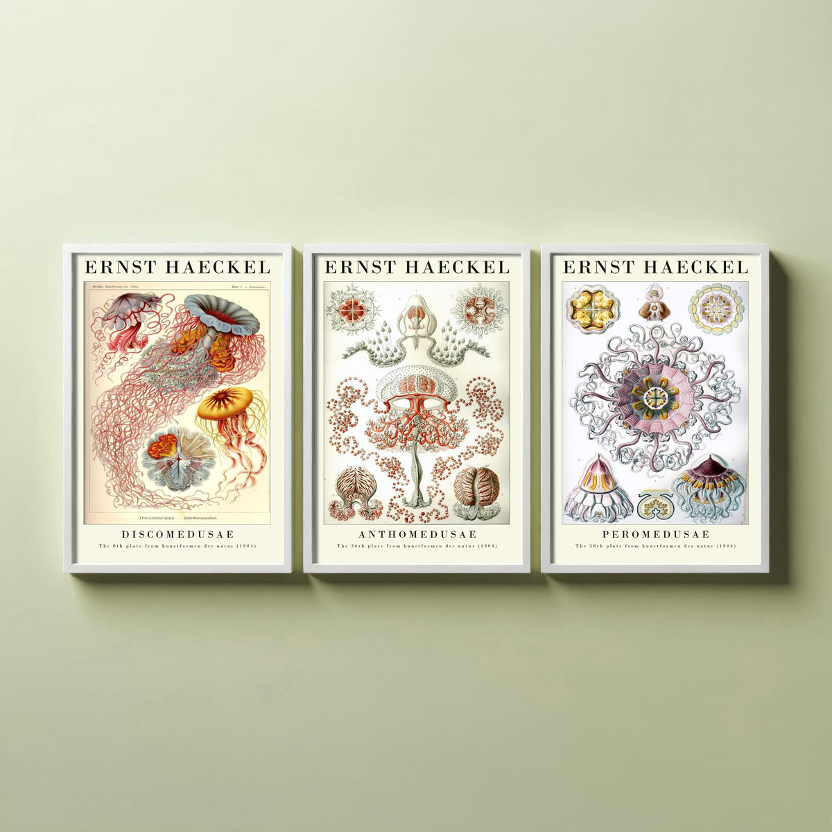Ernst Haeckel Set of Three Gallery Art Prints - 3 Sea Nettle Flower and Crown Jellyfish Posters - Red Vintage Illustration