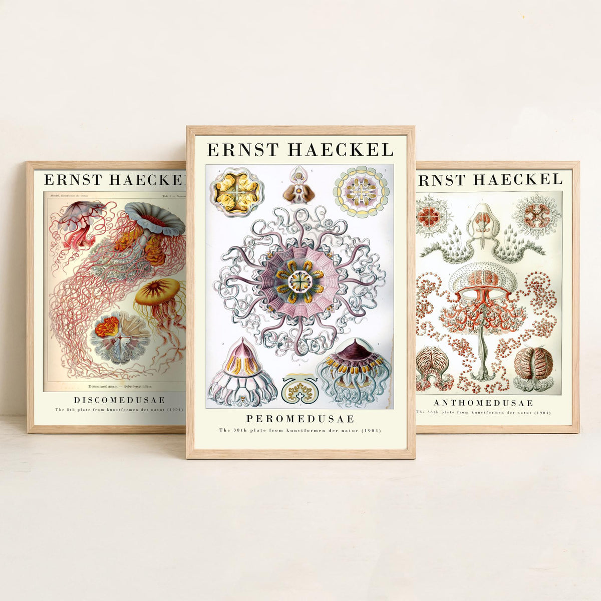 Ernst Haeckel Set of Three Gallery Art Prints - 3 Sea Nettle Flower and Crown Jellyfish Posters - Red Vintage Illustration