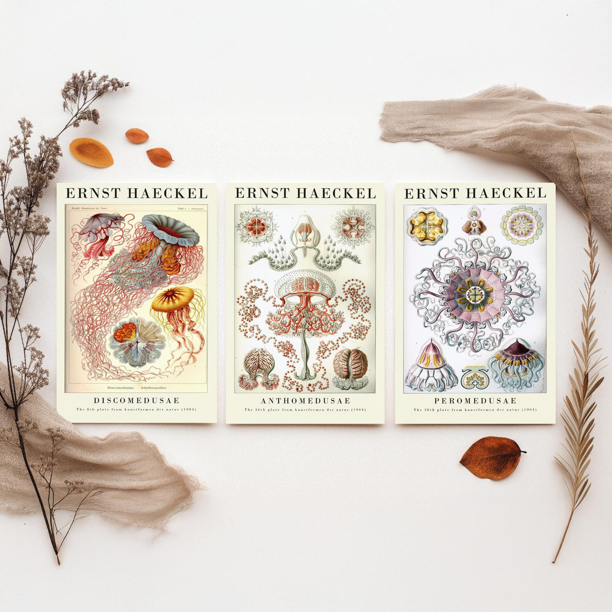 Ernst Haeckel Set of Three Gallery Art Prints - 3 Sea Nettle Flower and Crown Jellyfish Posters - Red Vintage Illustration